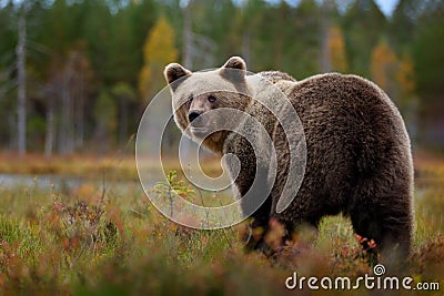 Bear - close up encounter in the nature. Brown bear in yellow forest. Autumn trees with animal. Beautiful brown bear walking Stock Photo