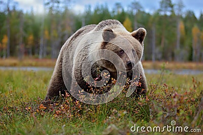 Bear - close up encounter in the nature. Brown bear in yellow forest. Autumn trees with animal. Beautiful brown bear walking Stock Photo