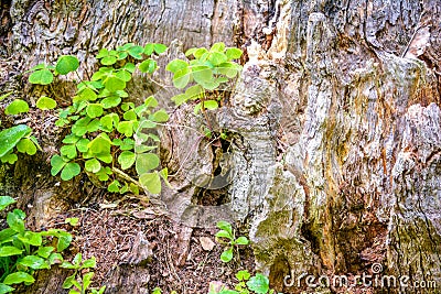 Bear Clover grass, mossy bark. Clover three-leaved Shamrocks on summer forest Stock Photo
