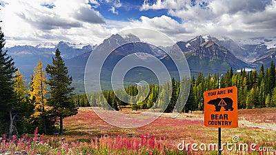 Bear Country, Canadian Rockies, Canada Stock Photo