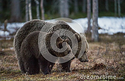She-bear and Bear-cub on a bog. Stock Photo