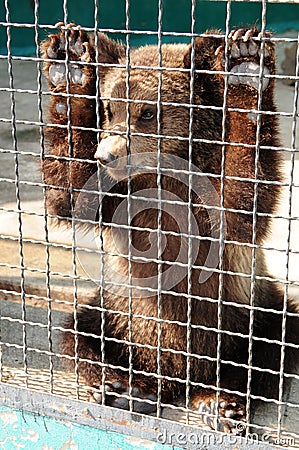 Bear cub in a cage Stock Photo