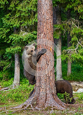 Bear cub climbed a tree. Summer. Stock Photo