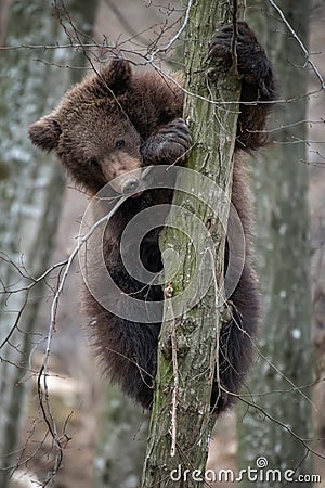 Bear cub clings to the side of the tree Stock Photo