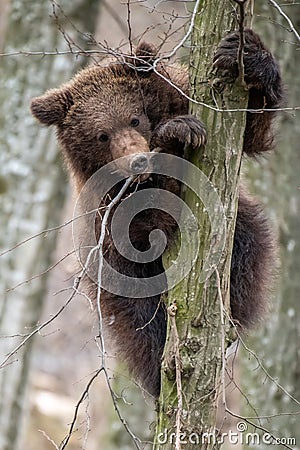 Bear cub clings to the side of the tree Stock Photo