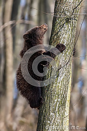 Bear cub clings to the side of the tree Stock Photo