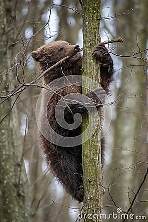 Bear cub clings to the side of the tree Stock Photo