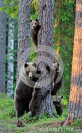 Bear with cubs Stock Photo