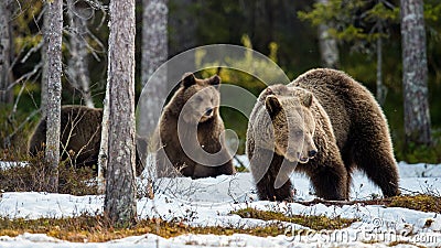 She-bear and bear-cubs. Adult female of Brown Bear Ursus arctos with cubs on the snow in spring forest Stock Photo