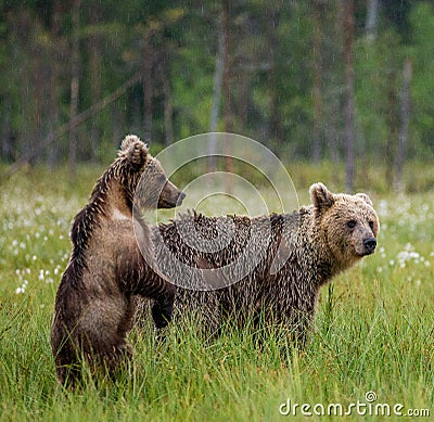 She-bear with cubs in a forest glade. White Nights. Stock Photo