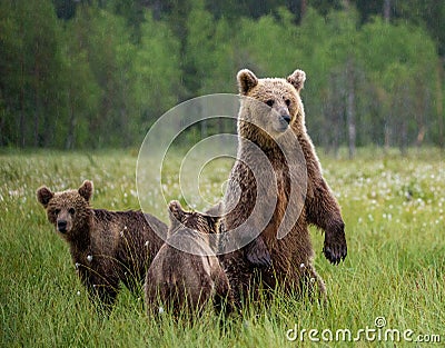 She-bear with cubs in a forest glade. White Nights. Stock Photo