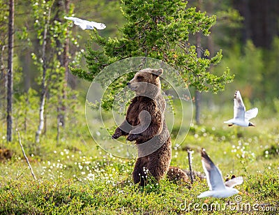 She-bear with cubs in a forest glade. White Nights. Stock Photo