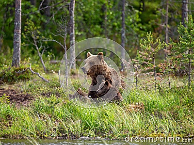She-bear with cubs on the shore of a forest lake. Stock Photo