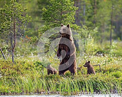 She-bear with cubs on the shore of a forest lake. Stock Photo