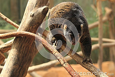 Bear cuscus Stock Photo