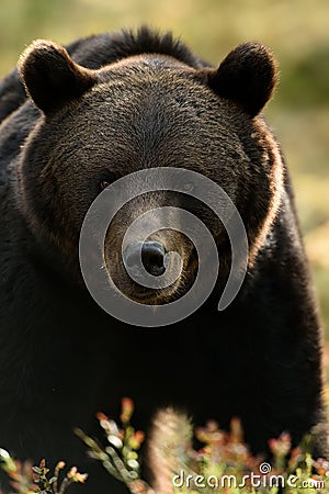 Bear face, bear portrait Stock Photo