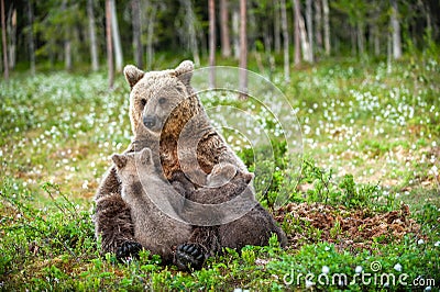 She-Bear feeding breast milk cubs. Brown bear, Scientific name: Ursus Arctos. Summertime Stock Photo