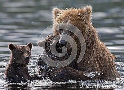 Bear Stock Photo