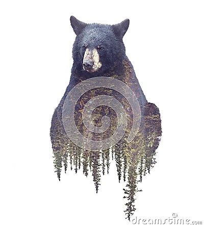 Bear and Forest. Watercolor Double Exposure effect Stock Photo