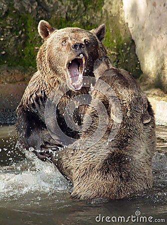 Bear game Stock Photo