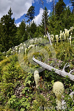 Bear Grass growing along small hill along hiking trail at Waterton Lakes National Park Stock Photo