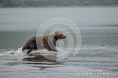 Bear looks for fish in water Stock Photo