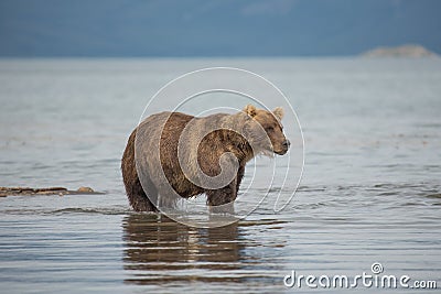 Bear looks for fish in water Stock Photo