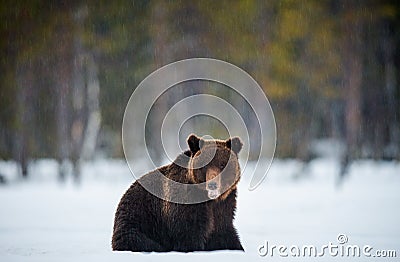 Bear with open mouth sits in the snow. Brown bear in winter forest. Stock Photo