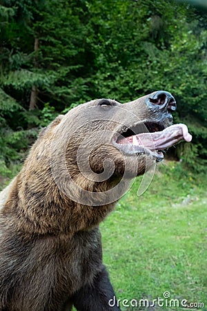 Bear opened its mouth, and warn the person about the attack Stock Photo