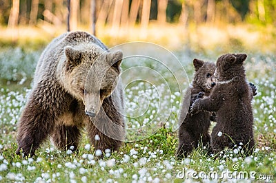 She-bear and playfull bear cubs. Bear Cubs stands on its hind legs. Stock Photo