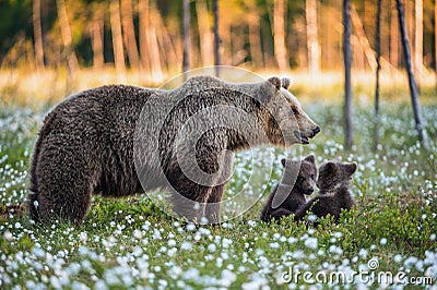 She-bear and playfull bear cubs. White flowers on the bog in the summer forest. Stock Photo