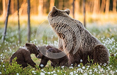 She-bear and playfull bear cubs. White flowers on the bog in the summer forest. Stock Photo