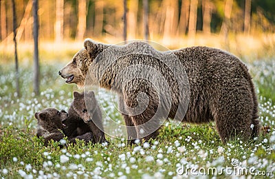 She-bear and playfull bear cubs. White flowers on the bog in the summer forest. Stock Photo