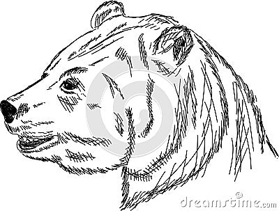 Bear portrait Vector Illustration