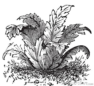 Bear`s breeches or Acanthus mollis plant vintage engraving Vector Illustration