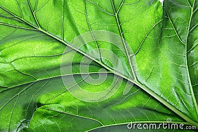 Bear's Breeches Leaf Stock Photo