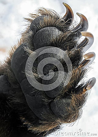 Bear`s front paw with long and sharp claws close-up Stock Photo