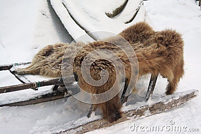 Bear hide lies on a sleigh near the Sami yurt Stock Photo