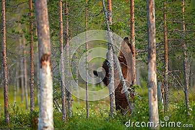 Bear scratching on tree trunk. Summer wildlife, brown bear. Dangerous animal in nature forest and meadow habitat. Wildlife scene Stock Photo