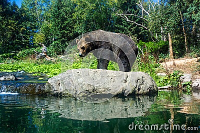 Bear in simulated wild forest complete with stream stocked with fish. Editorial Stock Photo