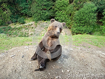 bear sits in a clearing in forest Stock Photo