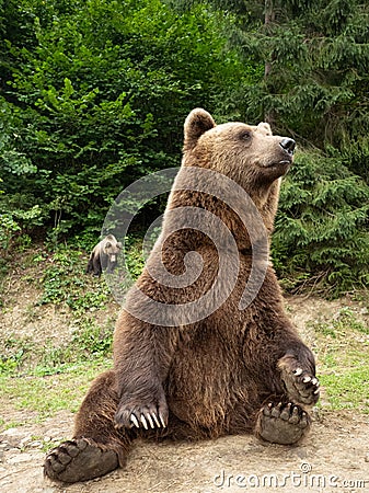 bear sits in the forest Stock Photo