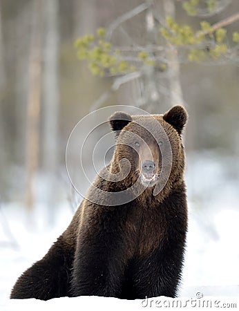 Bear sits in the snow, opening its mouth. Front view. Stock Photo