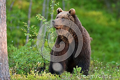 Bear sitting Stock Photo