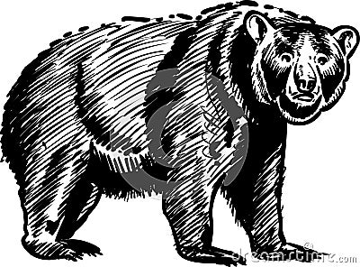 Bear sketch Stock Photo