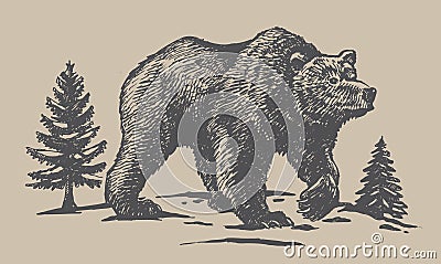 Bear sketch vector Vector Illustration