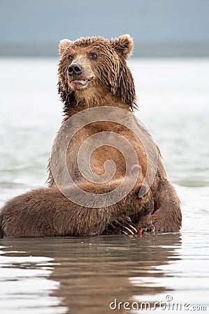 The bear stands on its hind legs Stock Photo