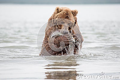 The bear stands on its hind legs Stock Photo