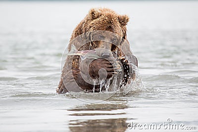 The bear stands on its hind legs Stock Photo