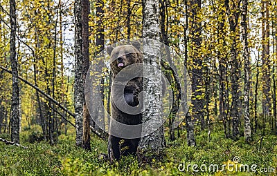 A bear stands by a tree on its hind legs Stock Photo